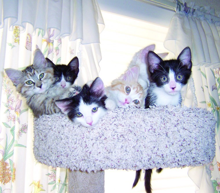 Someone to love: Kitten caboodle